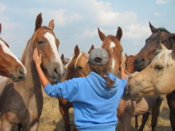 hirschy ranch, jack hirschy livestock, harrington hirschy horses