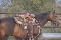 Hirschy Ranch, jack hirschy livestock, harrington hirschy horses