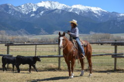 Branding at the Hirschy Ranch, jack hirschy livestock, harrington hirschy horses