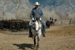 Fred Hirschy, harrington hirschy horses, jack hirschy livestock, hirschy ranch