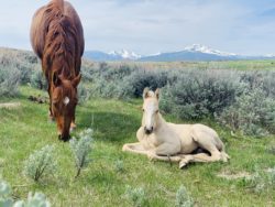 hirschy ranch, jack hirschy livestock, harrington hirschy horses