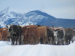 Hirschy Ranch, jack livestock