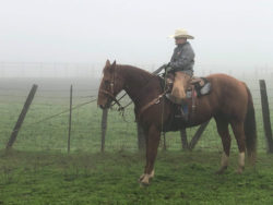 Riley Currin, harrington hirschy horses