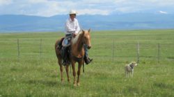 Brian-Dawson-working-on-the-Hirschy-Ranch, jack hirschy livestock