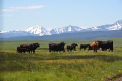 Hirschy Ranch, jack hirschy livestock
