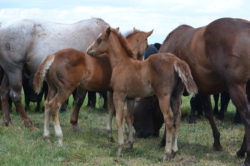 Baby colts at the Hirschy Ranch