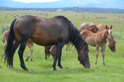 Broodmare and colt at the Hirschy Ranch, hiarrington hirschy horses