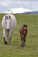Hirschy broodmare and colt