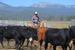 Hirschy Ranch, jack hirschy livestock, harrington hirschy horses