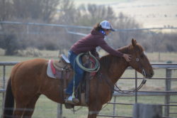 Kylee Sparks and "Gusto" branding at the Hirschy Ranch, jack hirschy livestock, harrington hirschy horses