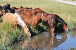 Hirschy Ranch colts