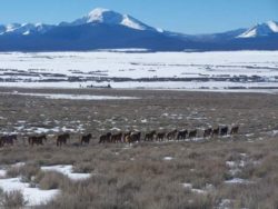 hirschy ranch, wisdom, montana, jack hirschy livestock, harrington hirschy horses
