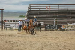 Riley Currin calf roping on Fabio, harrington hirschy horses