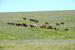 Hirschy Ranch, harrington hirschy horses, jack hirschy livestock