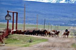 Caleb McMillan, Hirschy ranch, jack hirschy livestock, harrington hirschy horses