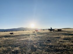 harrington hirschy horses, hirschy ranch, jack hirschy livestock