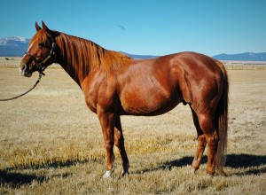 Spirited Dasher at age 20. 