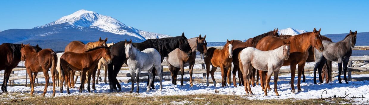 Harrington Hirschy Horses