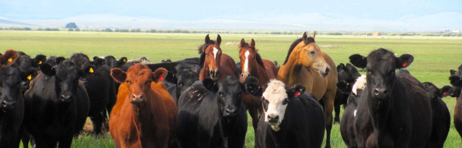 Harrington Hirschy Horses